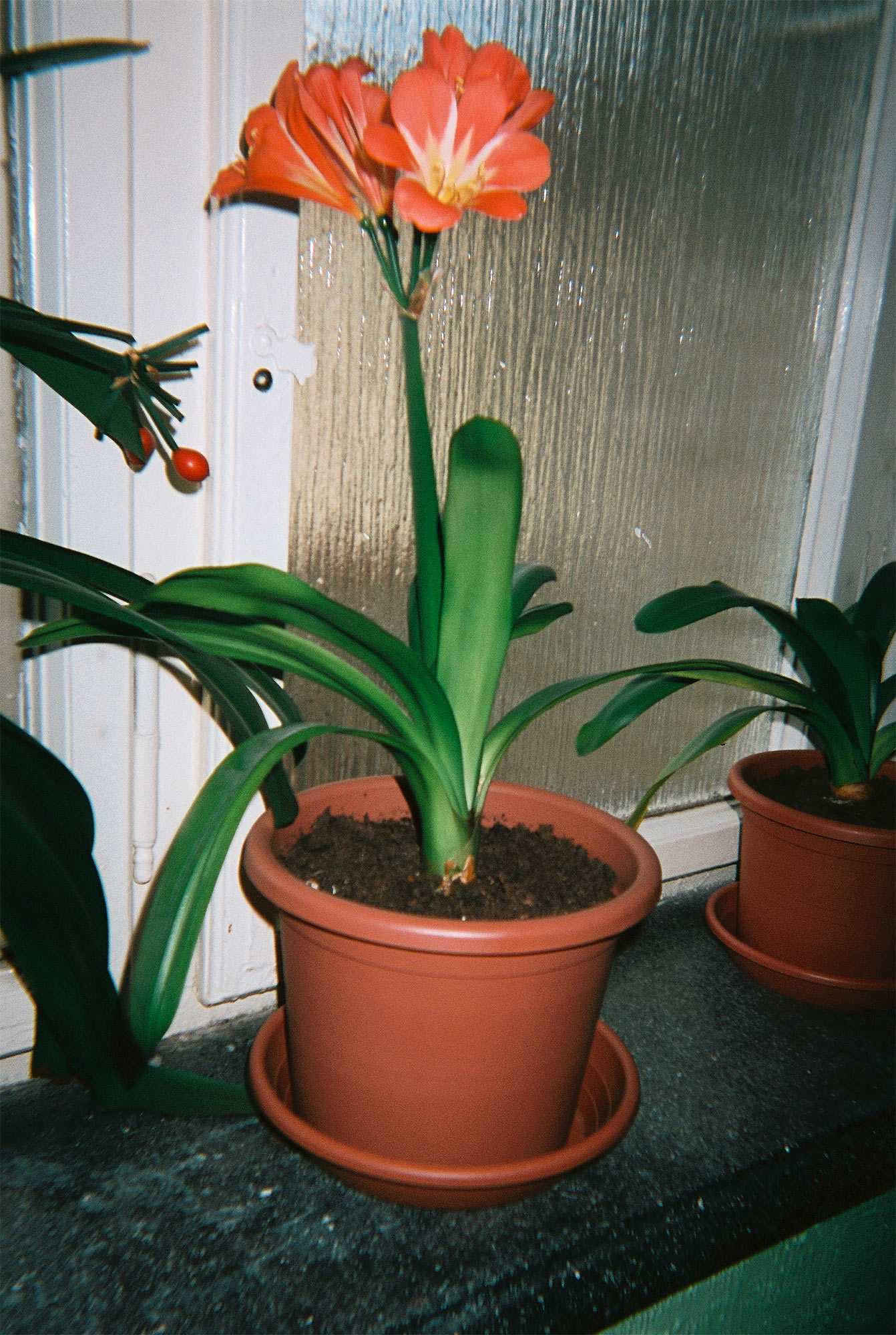 Kinol-ReCamera-disposable-camera-plant